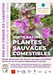 Sortie Nature : Plantes Sauvages Comestibles